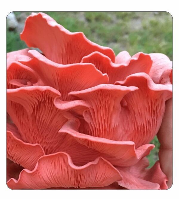 Pink Oyster Mushrooms (Pre-Order)