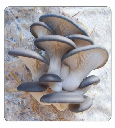 Blue Oyster Mushrooms (Pre-Order)