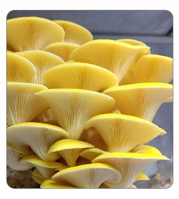 Golden Oyster Mushrooms (Pre-Order)