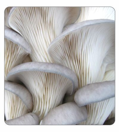 Pearl Oyster Mushrooms (Pre-Order)