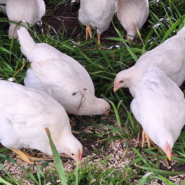 Laying Hen Starter Flock