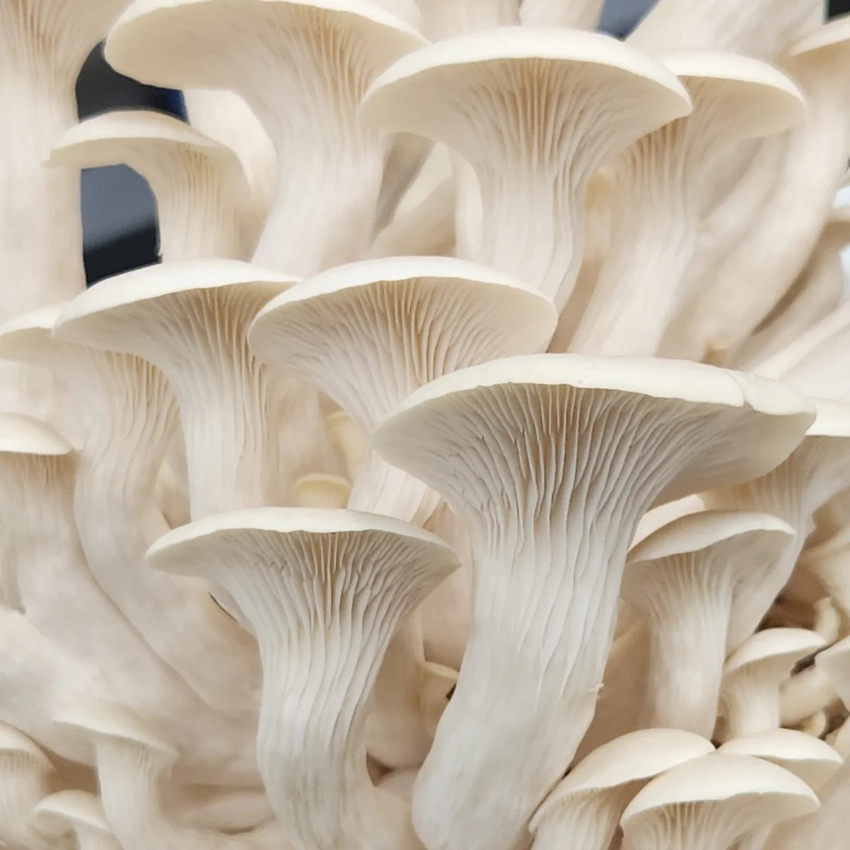 White Oyster Mushrooms (Pre-Order)