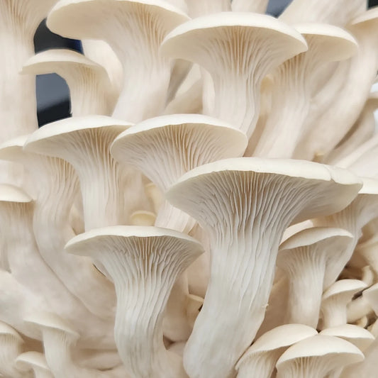 White Oyster Mushrooms (Pre-Order)